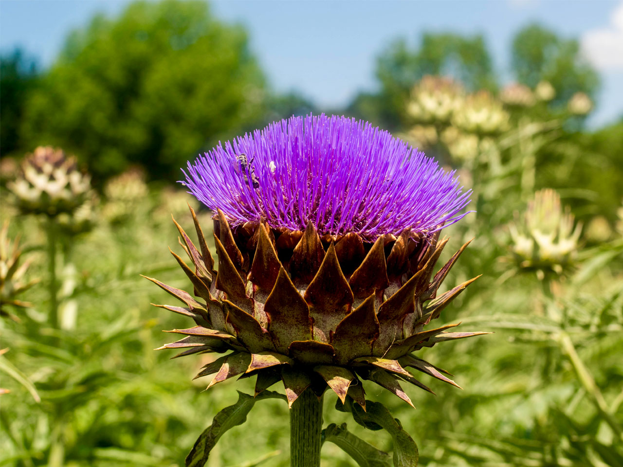 Изображение Артишок испанский получил статус Organic
