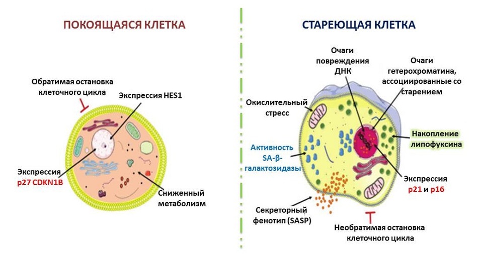 Покоящаяся клетка