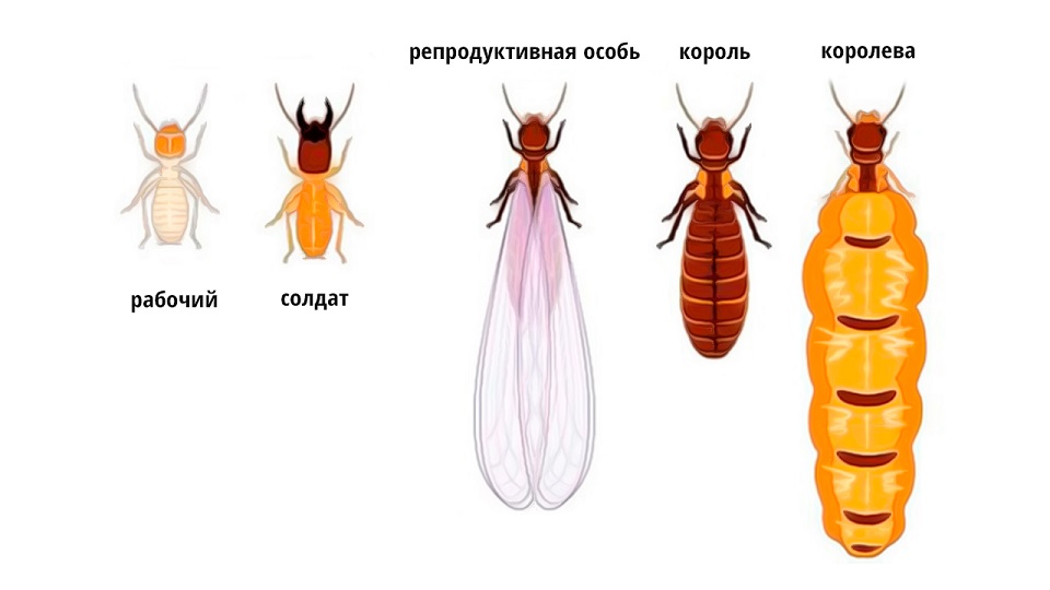 5 фенотипов муравьёв