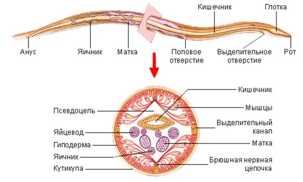 Безымянный 005.jpg