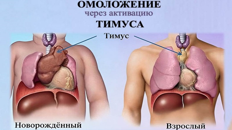 старение иммунной системы