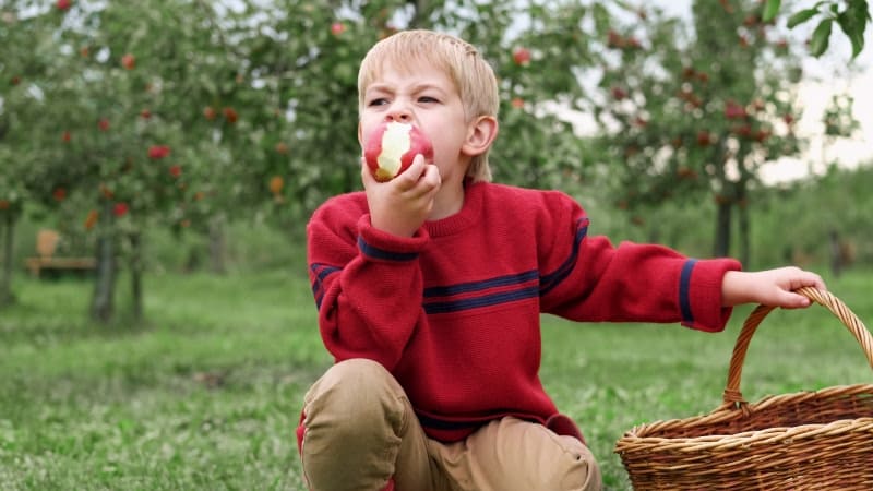 жизненный цикл аскариды
