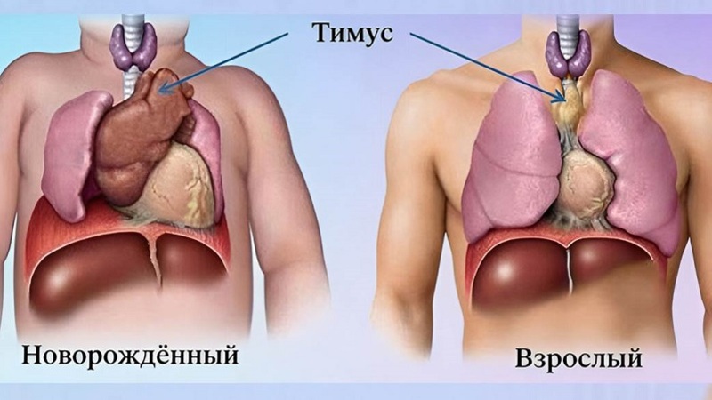 размеры тимуса