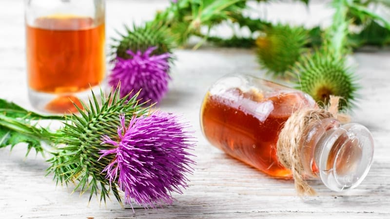 лечение печени травами самые эффективные