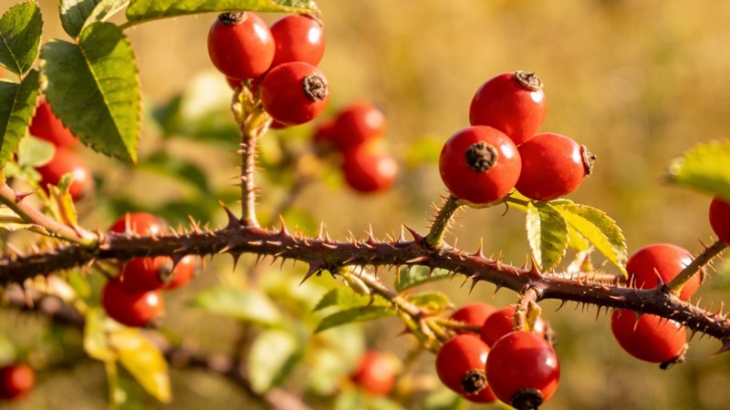 черный орех в тарелке