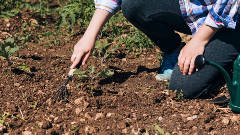 аскарида строение