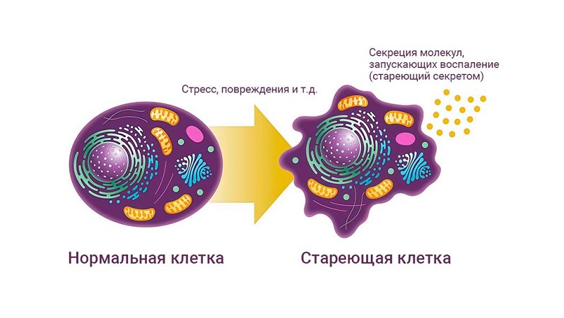 Секрет лимита Хейфлика