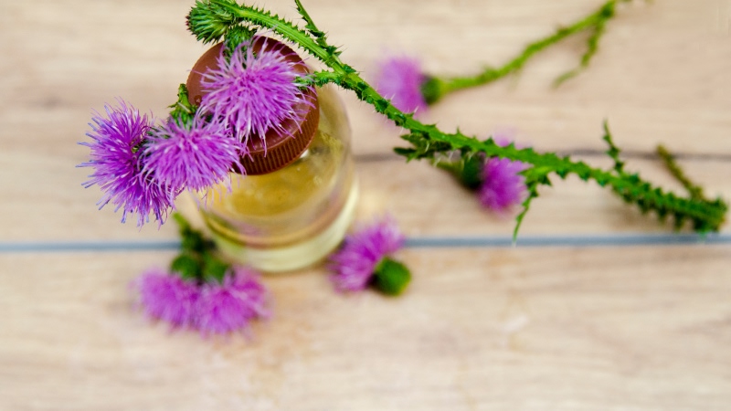 травы для печени