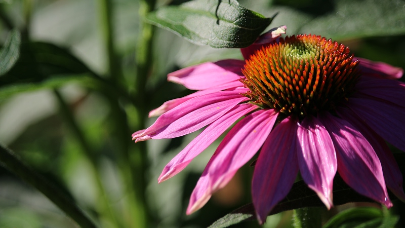 Эхинацея