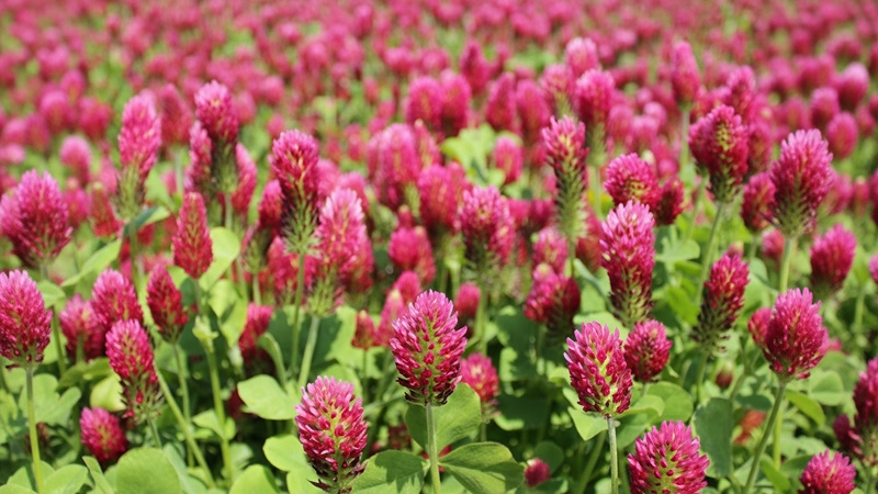 Красный клевер