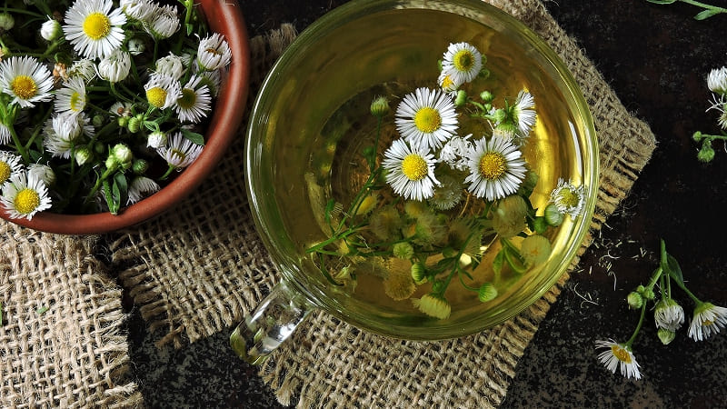 сбор трав для печени