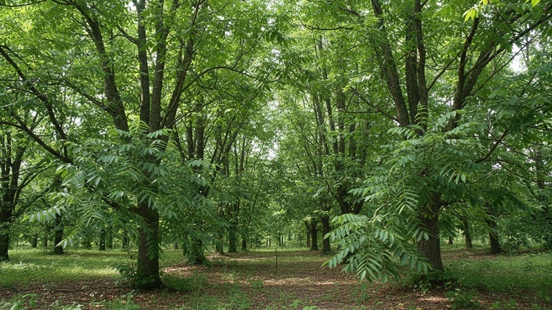 черный орех полезные свойства