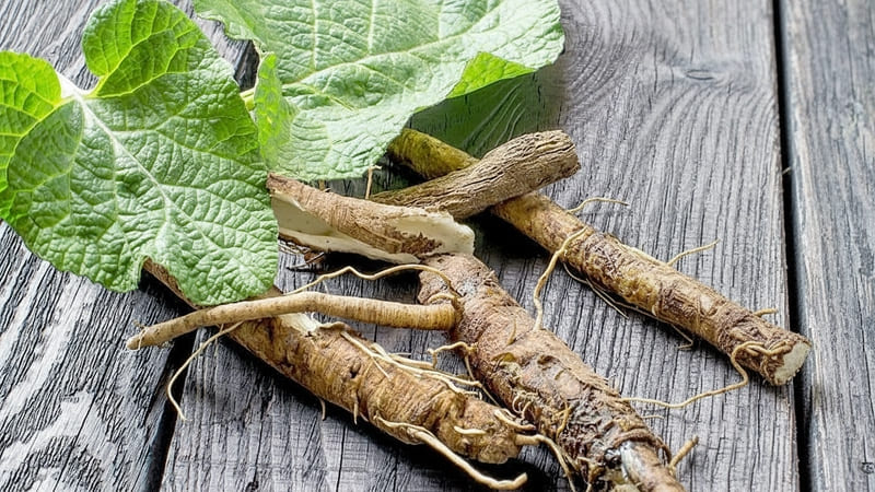 корень лопуха